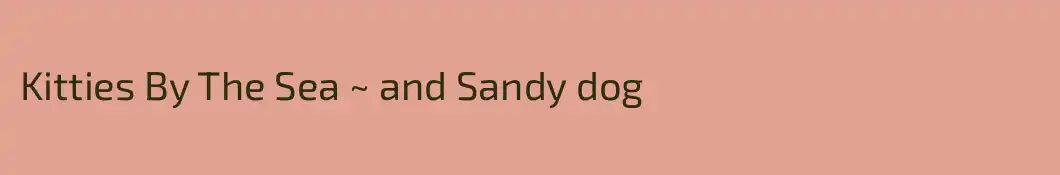 Kitties By The Sea ~ and Sandy dog